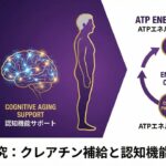クレアチン補給と認知機能加齢のシステマティックレビュー